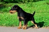 Terrier Alemán de Caza Dogs Raza | Datos, Aspectos destacados y Consejos de compra | MundoAnimalia