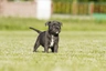 Engelse Stafford Dogs Ras: Karakter, Levensduur & Prijs | Puppyplaats