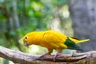 Aratinga žlutý Birds Informace - velikost, povaha, délka života & cena | iFauna