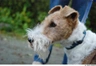 Foxteriér drsnosrstý Dogs Informace - velikost, povaha, délka života & cena | iFauna