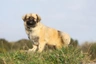 Tibetský španěl Dogs Informace - velikost, povaha, délka života & cena | iFauna