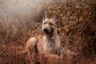Belgický ovčák Laekenois Dogs Plemeno / Druh: Povaha, Délka života & Cena | iFauna