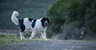 Landseer Dogs Raza - Características, Fotos & Precio | MundoAnimalia