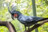 Kakadu palmový Birds Informace - velikost, povaha, délka života & cena | iFauna