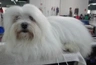 Coton De Tulear Dogs Breed | Facts, Information and Advice | Pets4Homes