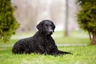 Curly Coated Retriever Dogs Breed - Information, Temperament, Size & Price | Pets4Homes