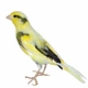 Kříženci Birds Informace - velikost, povaha, délka života & cena | iFauna