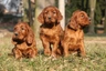 Ierse Setter Dogs Ras: Karakter, Levensduur & Prijs | Puppyplaats