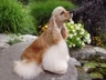 Cocker Spaniel Americano Dogs Raza - Características, Fotos & Precio | MundoAnimalia