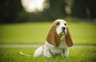 Basset Hound Dogs Ras: Karakter, Levensduur & Prijs | Puppyplaats