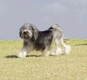 Lvíček Dogs Informace - velikost, povaha, délka života & cena | iFauna