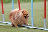 Pomeranian Dogs Breed | Facts, Information and Advice | Pets4Homes