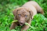 Chesapeake Bay retrívr Dogs Informace - velikost, povaha, délka života & cena | iFauna