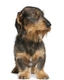 Teckel ruwhaar Dogs Ras: Karakter, Levensduur & Prijs | Puppyplaats