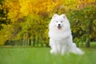 Samoyedo Dogs Raza - Características, Fotos & Precio | MundoAnimalia