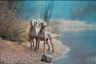 Weimaraner Dogs Raza - Características, Fotos & Precio | MundoAnimalia