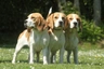 Bígl Dogs Informace - velikost, povaha, délka života & cena | iFauna