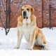 Španělský mastin Dogs Informace - velikost, povaha, délka života & cena | iFauna