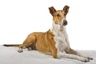 Smooth Collie Dogs Breed | Facts, Information and Advice | Pets4Homes