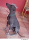 Xoloitzcuintle - Perro Sin Pelo Mexicano Dogs Raza - Características, Fotos & Precio | MundoAnimalia