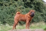 Shar Pei Dogs Breed | Facts, Information and Advice | Pets4Homes