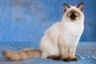 Ragdoll Cats Raza - Características, Fotos & Precio | MundoAnimalia