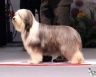 Bearded Collie Dogs Breed - Information, Temperament, Size & Price | Pets4Homes