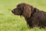 Německý dlouhosrstý ohař Dogs Informace - velikost, povaha, délka života & cena | iFauna