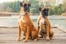 Boxer Dogs Razza - Prezzo, Temperamento & Foto | AnnunciAnimali