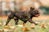 Bulldog Francés Dogs Raza - Características, Fotos & Precio | MundoAnimalia