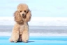Miniature Poodle Dogs Breed | Facts, Information and Advice | Pets4Homes