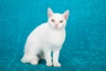 American Wirehair Cats Raza | Datos, Aspectos destacados y Consejos de compra | MundoAnimalia