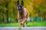 Belgický ovčák Malinois Dogs Informace - velikost, povaha, délka života & cena | iFauna