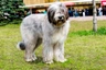 Briard Dogs Breed | Facts, Information and Advice | Pets4Homes