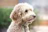 Labradoodle Dogs Breed - Information, Temperament, Size & Price | Pets4Homes