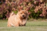 Norwich Terriër Dogs Ras: Karakter, Levensduur & Prijs | Puppyplaats