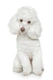 Caniche Toy Dogs Raza | Datos, Aspectos destacados y Consejos de compra | MundoAnimalia