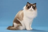 Ragdoll Cats Breed | Facts, Information and Advice | Pets4Homes