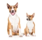 Bulteriér Dogs Informace - velikost, povaha, délka života & cena | iFauna