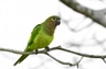 Aratinga hnědohrdlý Birds Informace - velikost, povaha, délka života & cena | iFauna
