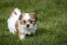 Shih Tzu Dogs Breed | Facts, Information and Advice | Pets4Homes