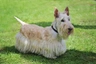 Skotský teriér Dogs Informace - velikost, povaha, délka života & cena | iFauna