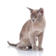 Asian Cats Breed | Facts, Information and Advice | Pets4Homes