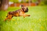 Grifón de Bruselas Dogs Raza - Características, Fotos & Precio | MundoAnimalia