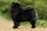 Chow Chow Dogs Breed | Facts, Information and Advice | Pets4Homes