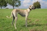 Sloughi Dogs Informace - velikost, povaha, délka života & cena | iFauna