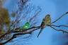 Papoušek mnohobarvý Birds Plemeno / Druh: Povaha, Délka života & Cena | iFauna