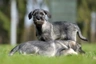 Schnauzer Dogs Ras: Karakter, Levensduur & Prijs | Puppyplaats