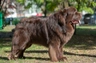 Newfoundland Dogs Breed | Facts, Information and Advice | Pets4Homes