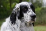 English Setter Dogs Breed | Facts, Information and Advice | Pets4Homes